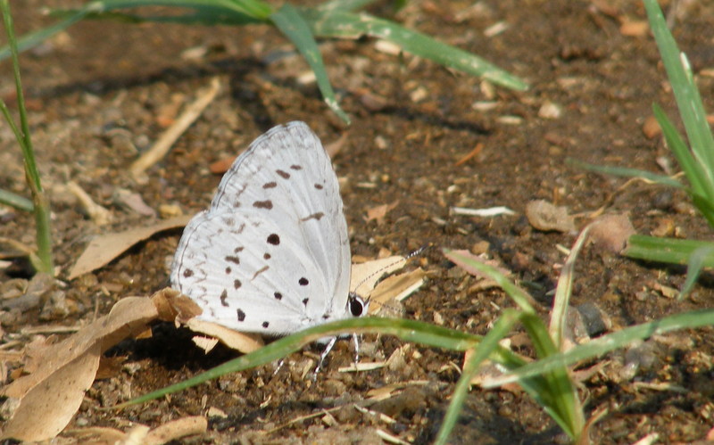 Common Hedge Blue